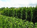 Thuja occidentalis 'Brabant'